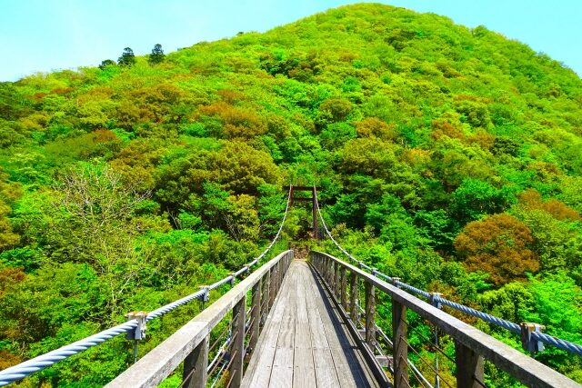 26541844_s-e1747376401565